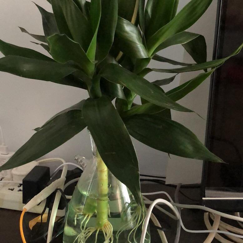 我是好运常相伴