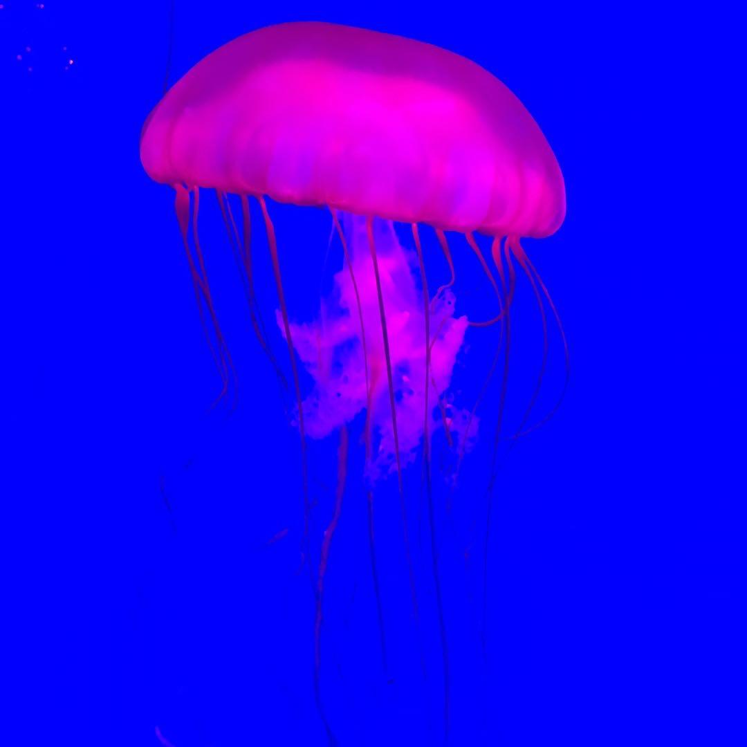 平克水母