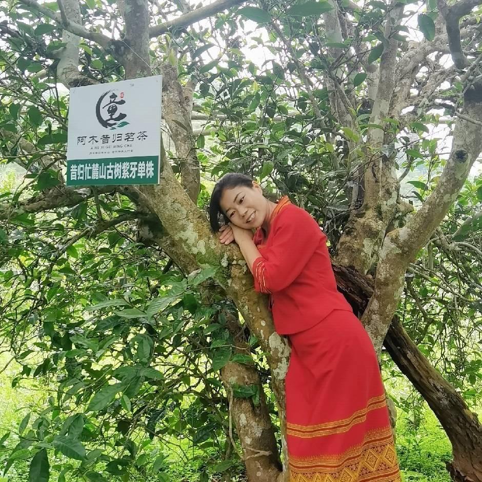 临沧昔归忙麓山童阿木昔归茗茶2