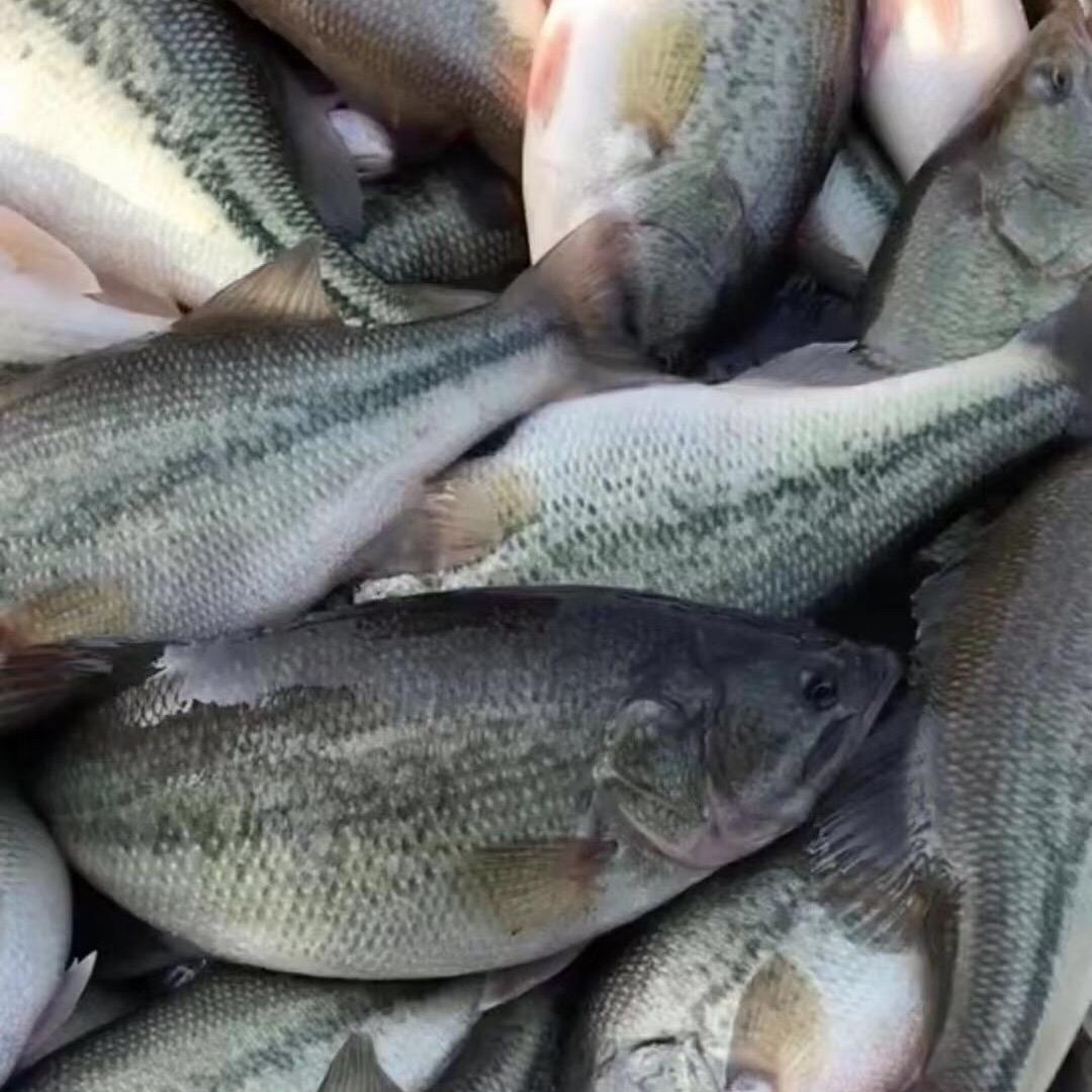 A-大飞水产（鲈鱼专用户）