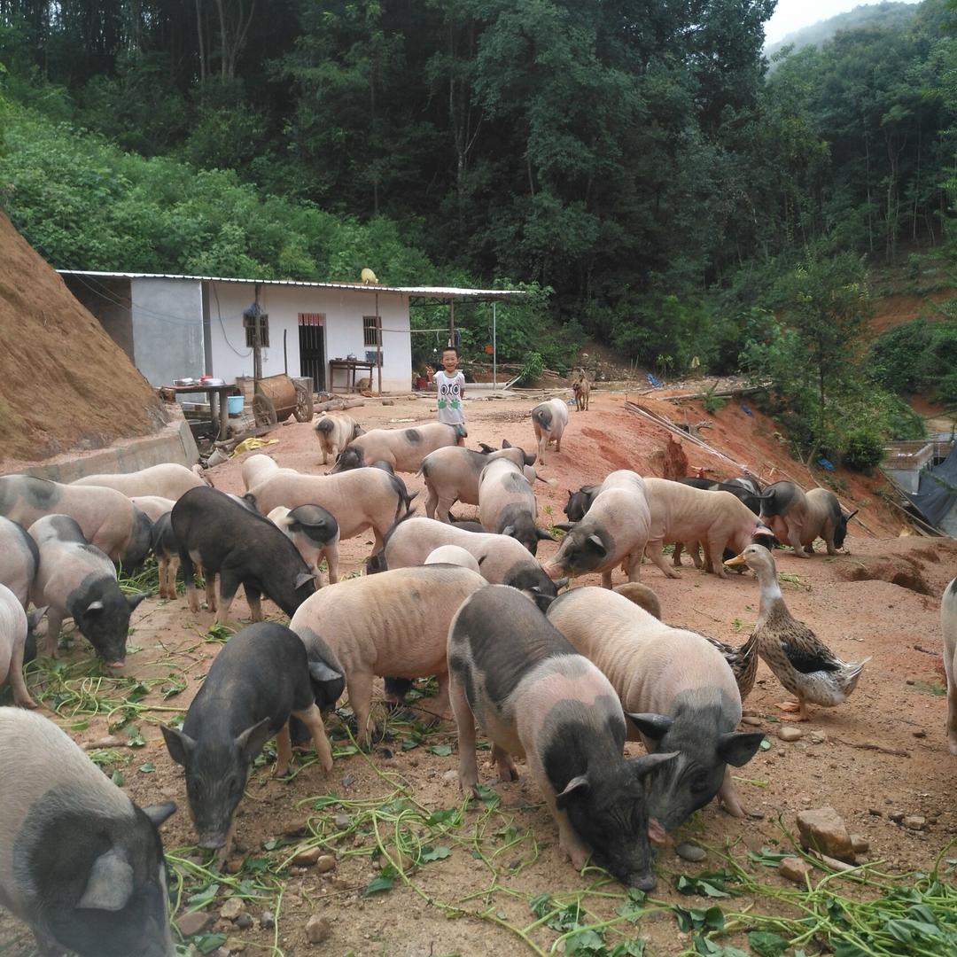 大莹子农家美食