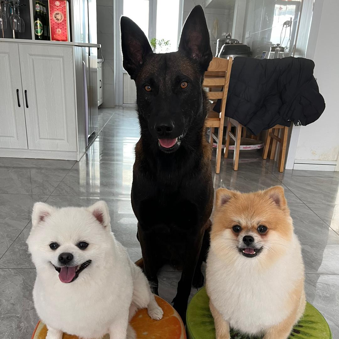马犬可乐