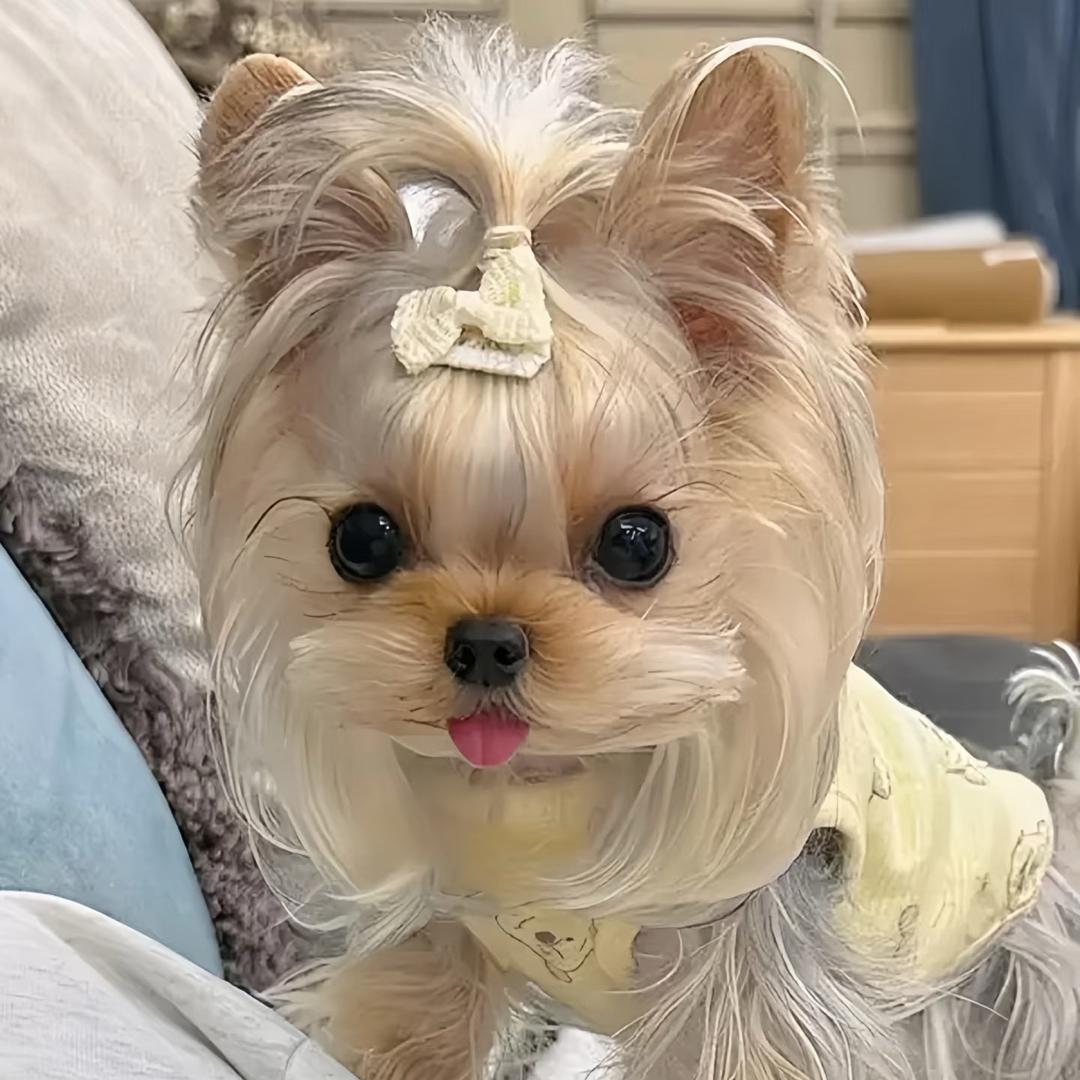 大熊家的韩系小狗
