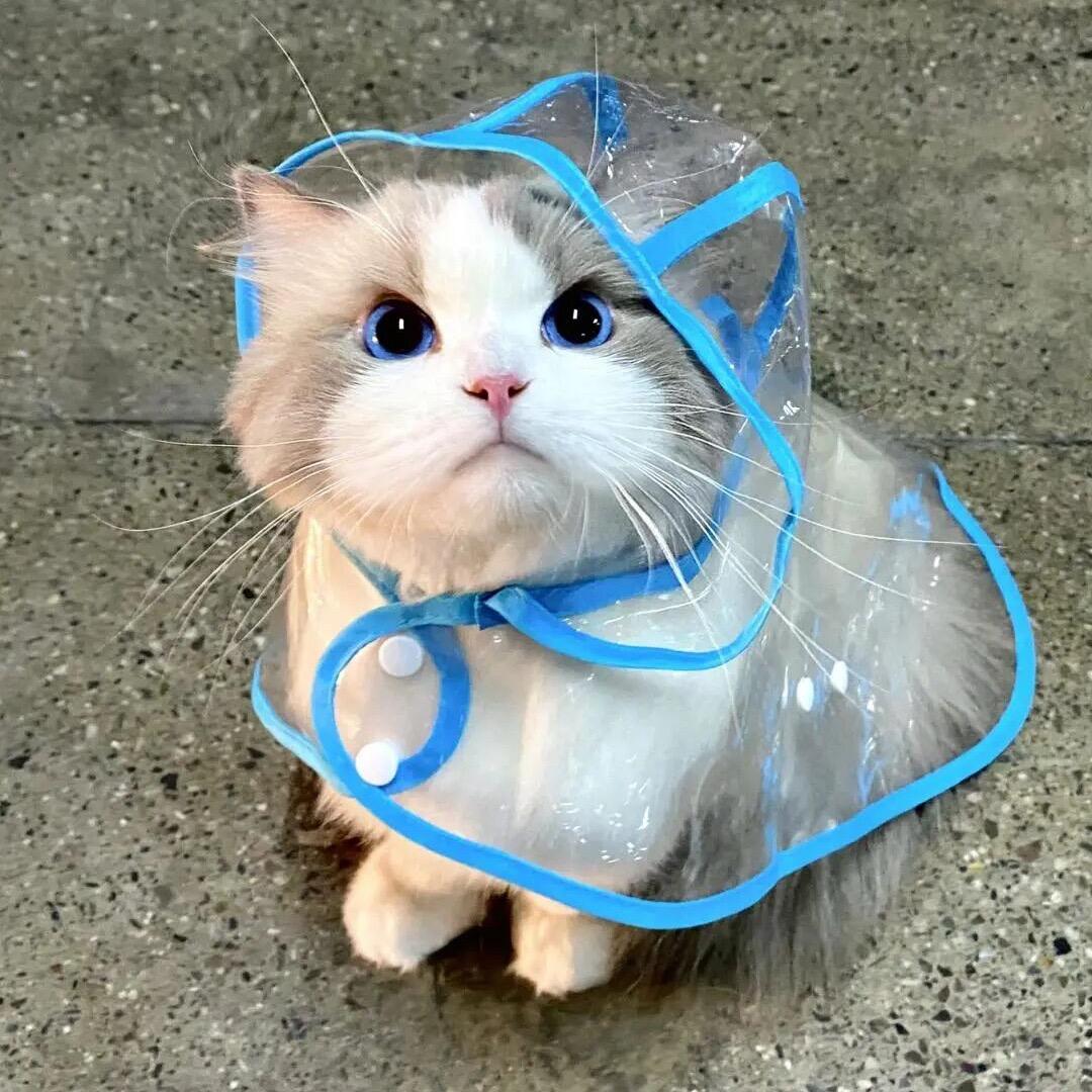 三妹