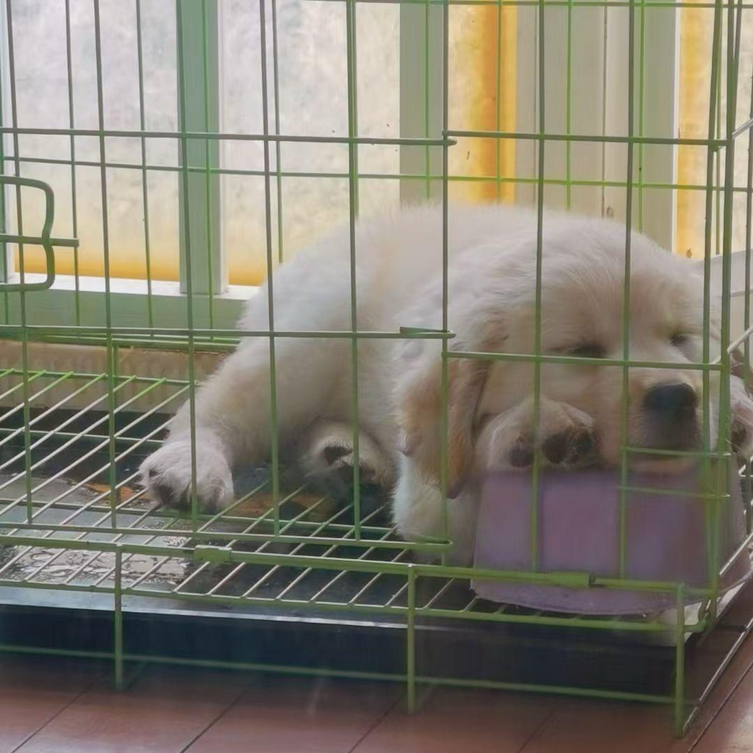 香香不吃💩