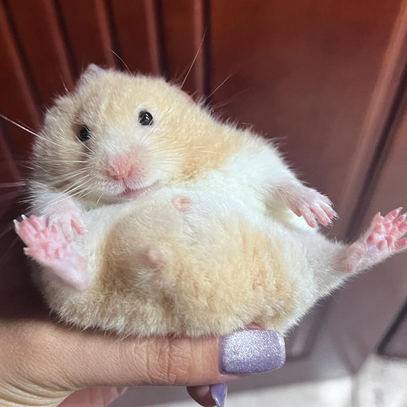干嘛呢&皮卡丘🐹