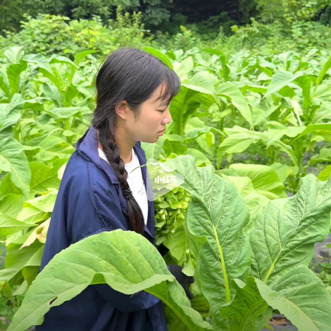 小李说烤烟🌺