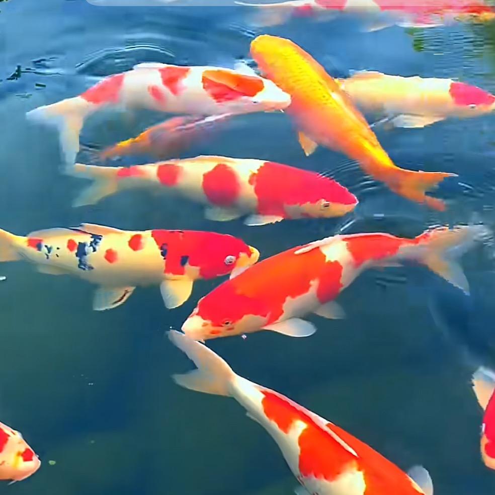 鱼乐圈观赏鱼馆