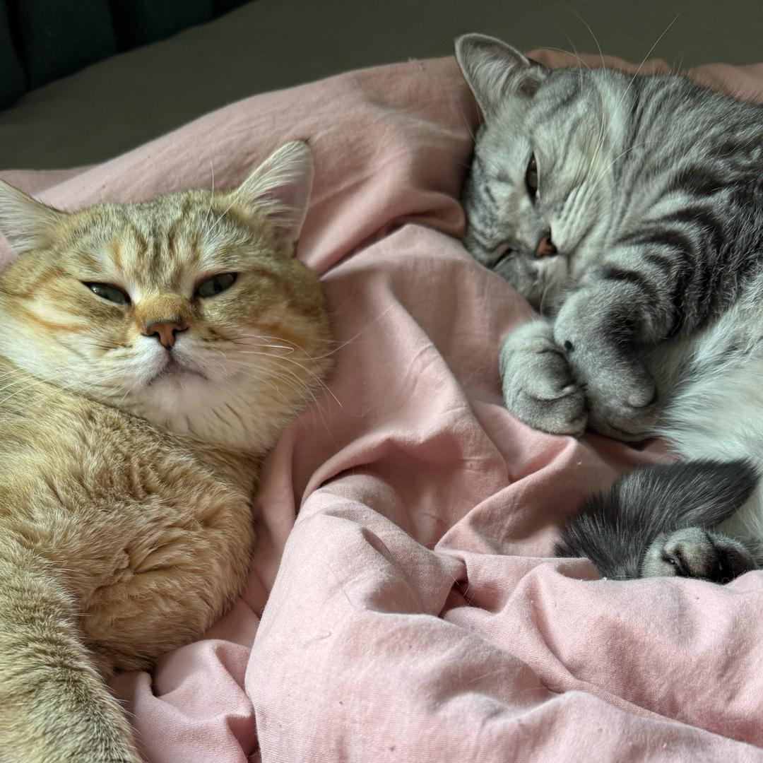 国庆元宵小肥猫