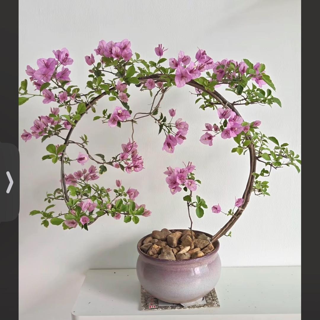 羽落花开