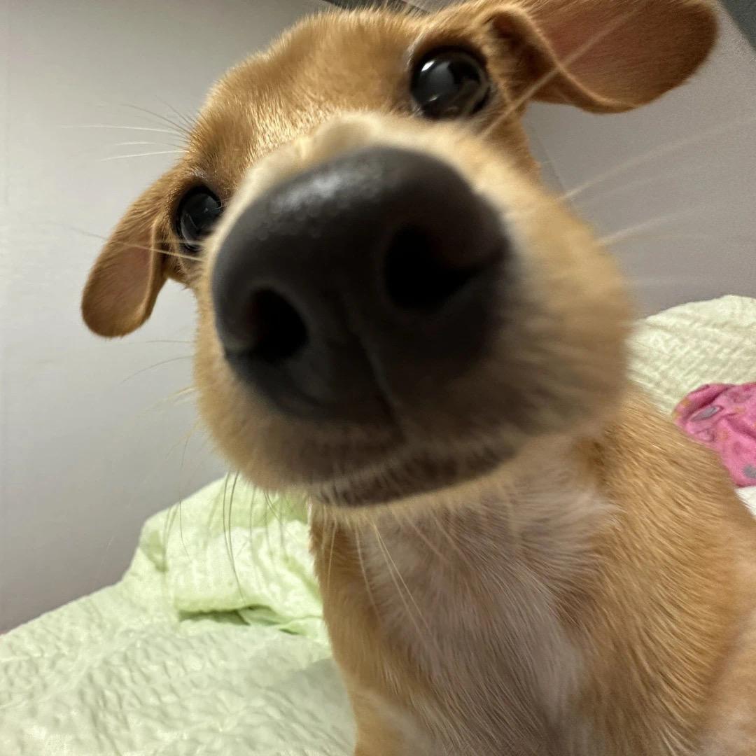 纯情小狗