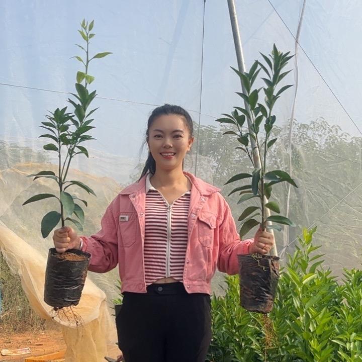 柑橘动力阿燕