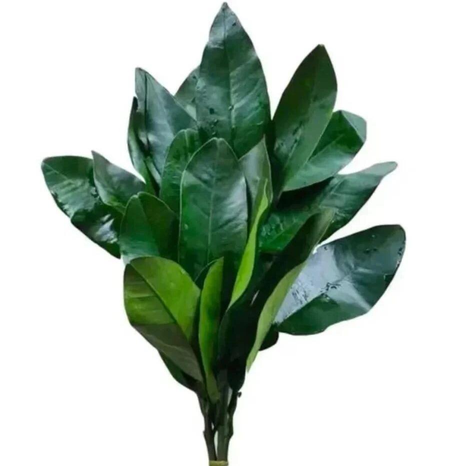 今天也要卢力吖