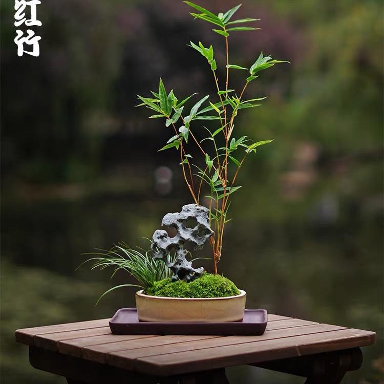 万物园盆景