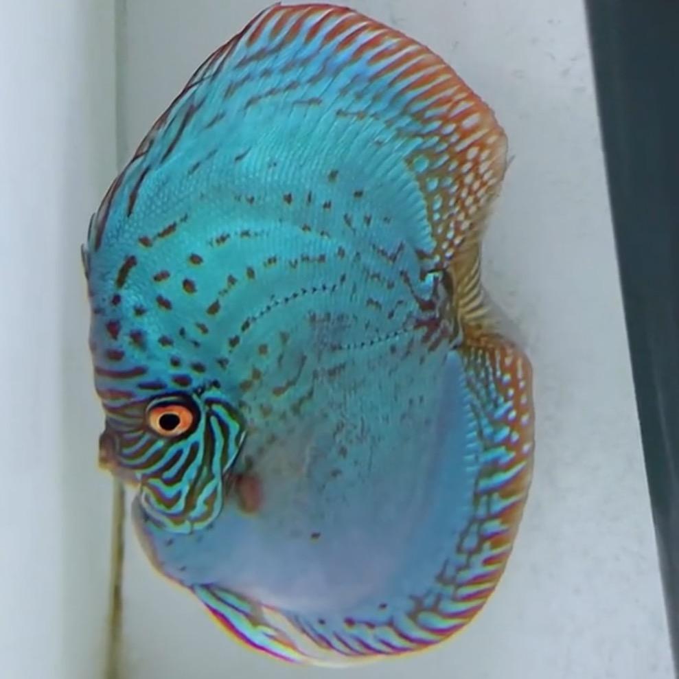 沈阳喜子七彩