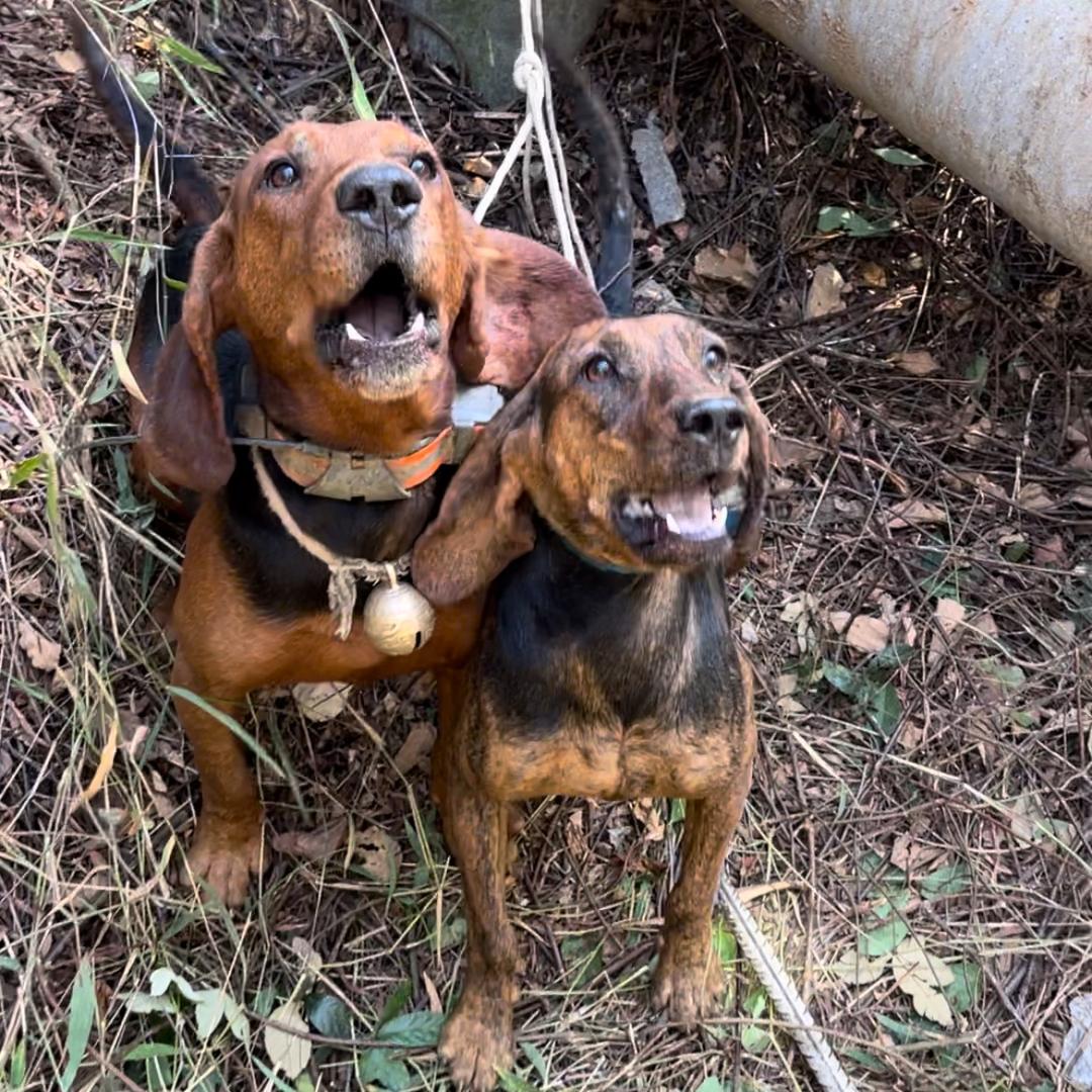 坦克（承蒙厚爱）