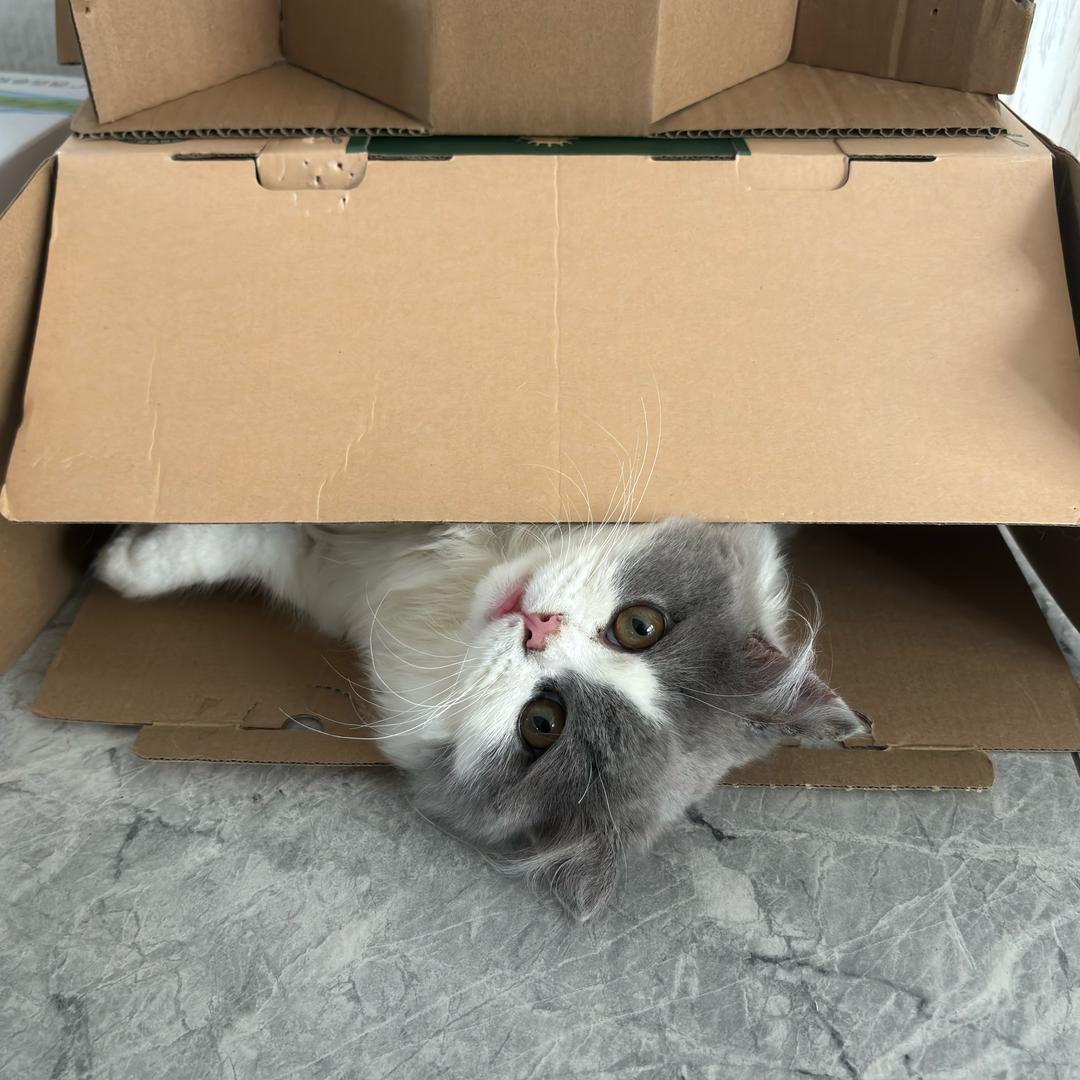 尬尬