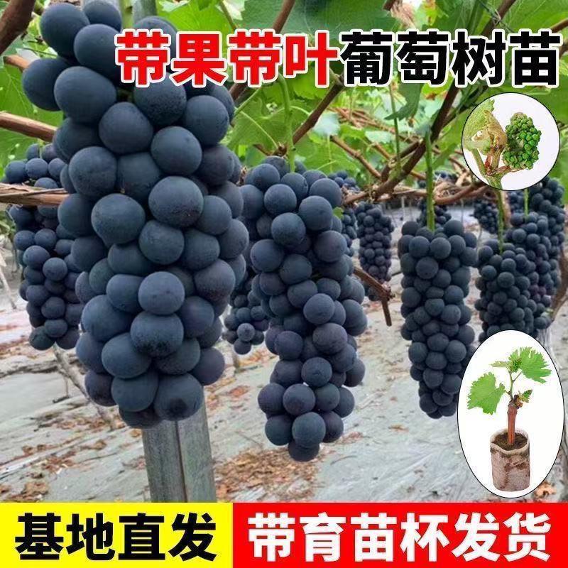 郯城麻花姐