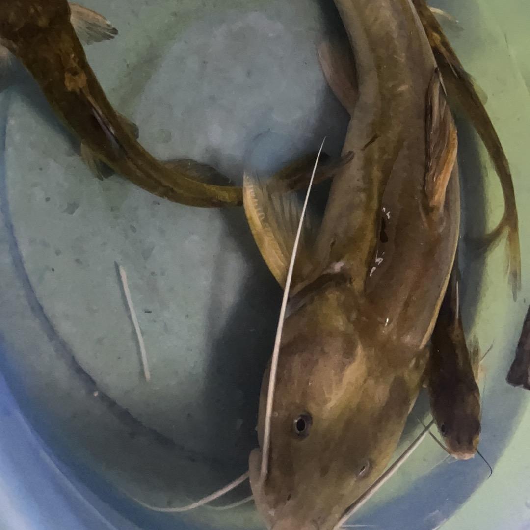 🐟𓆡𓆝𓆟𓆜