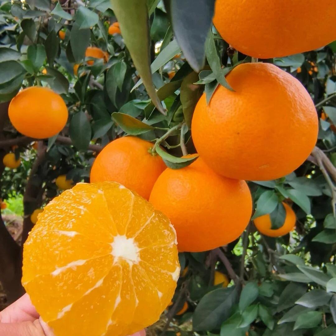 正宗脐橙原产地