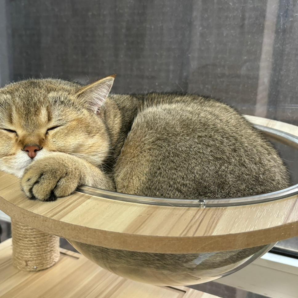 喜洋洋与灰太狼