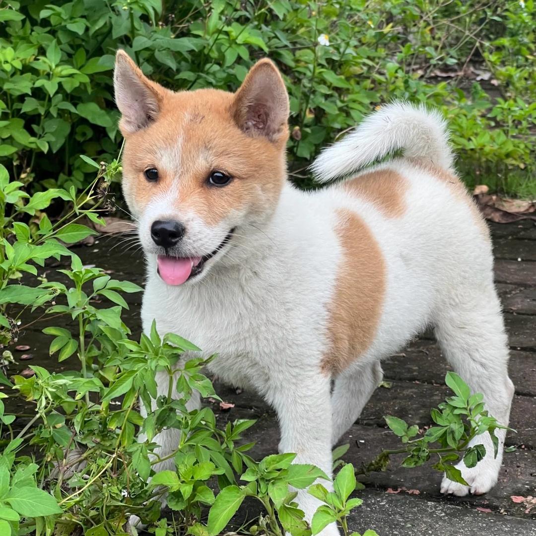 强风吹拂
