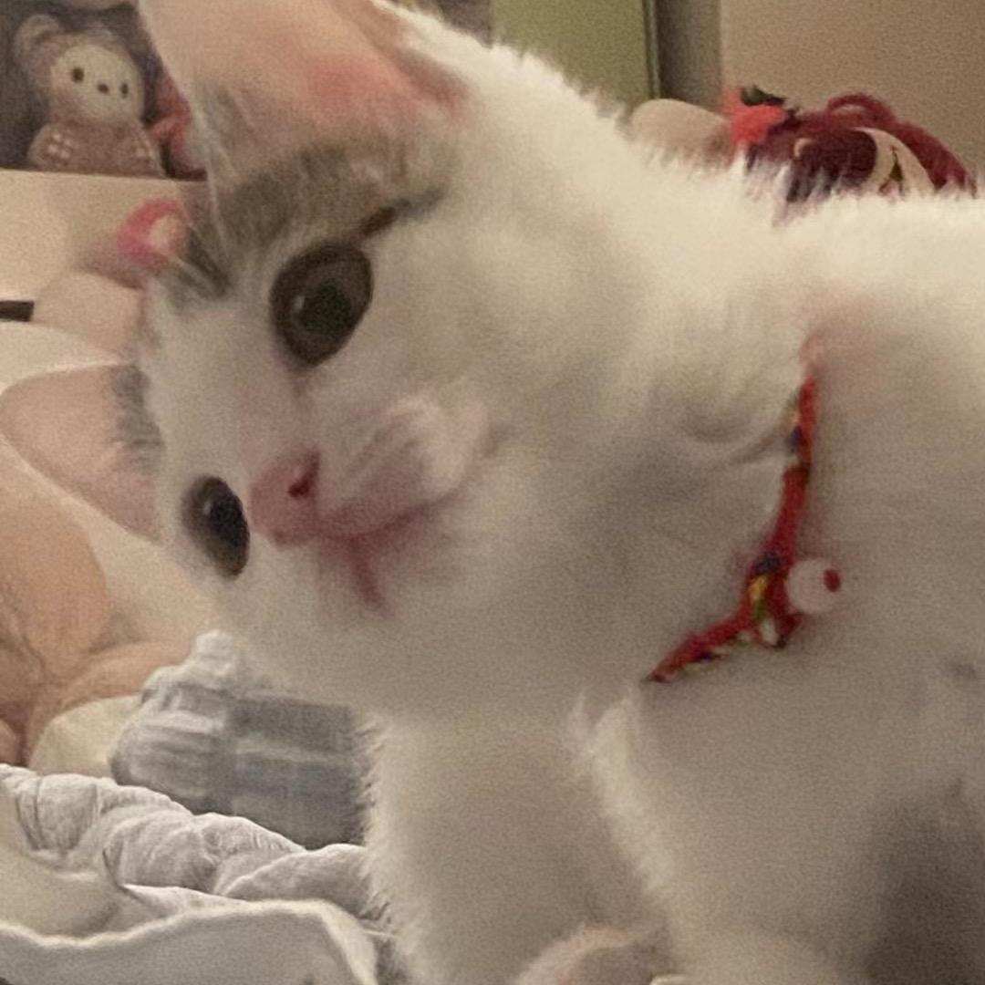 猫屿lr的小店