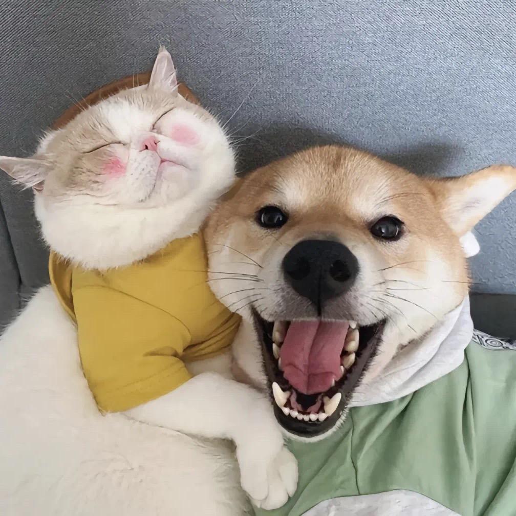 神犬养宠