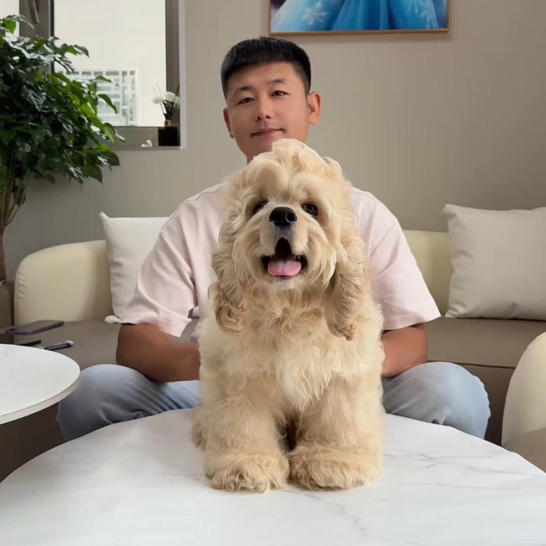 北京京秦美卡犬舍