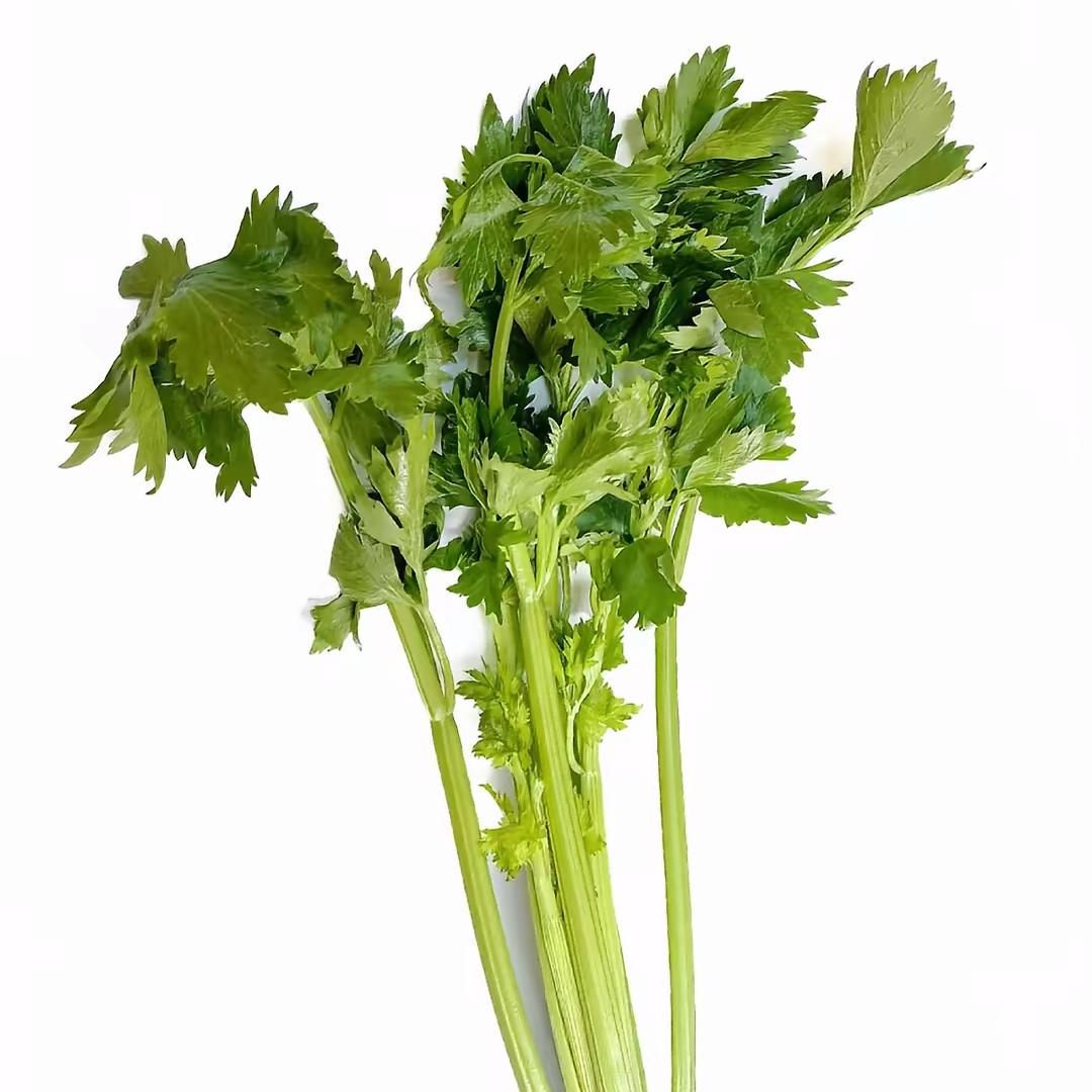 巨芹菜