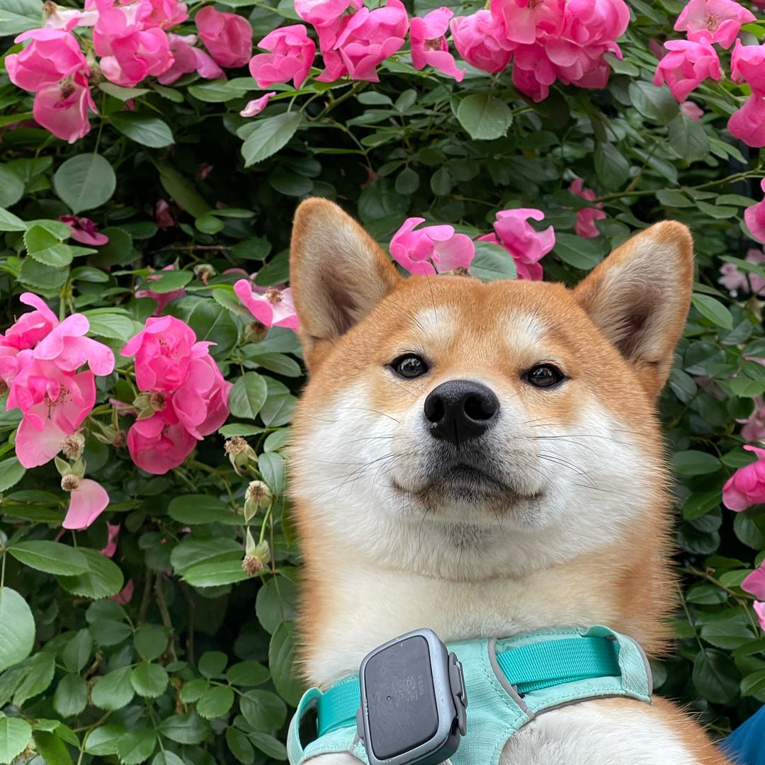 油条豆浆小花卷-