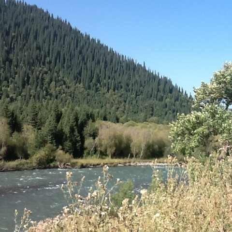 新疆亿仙齐生物科技有限公司