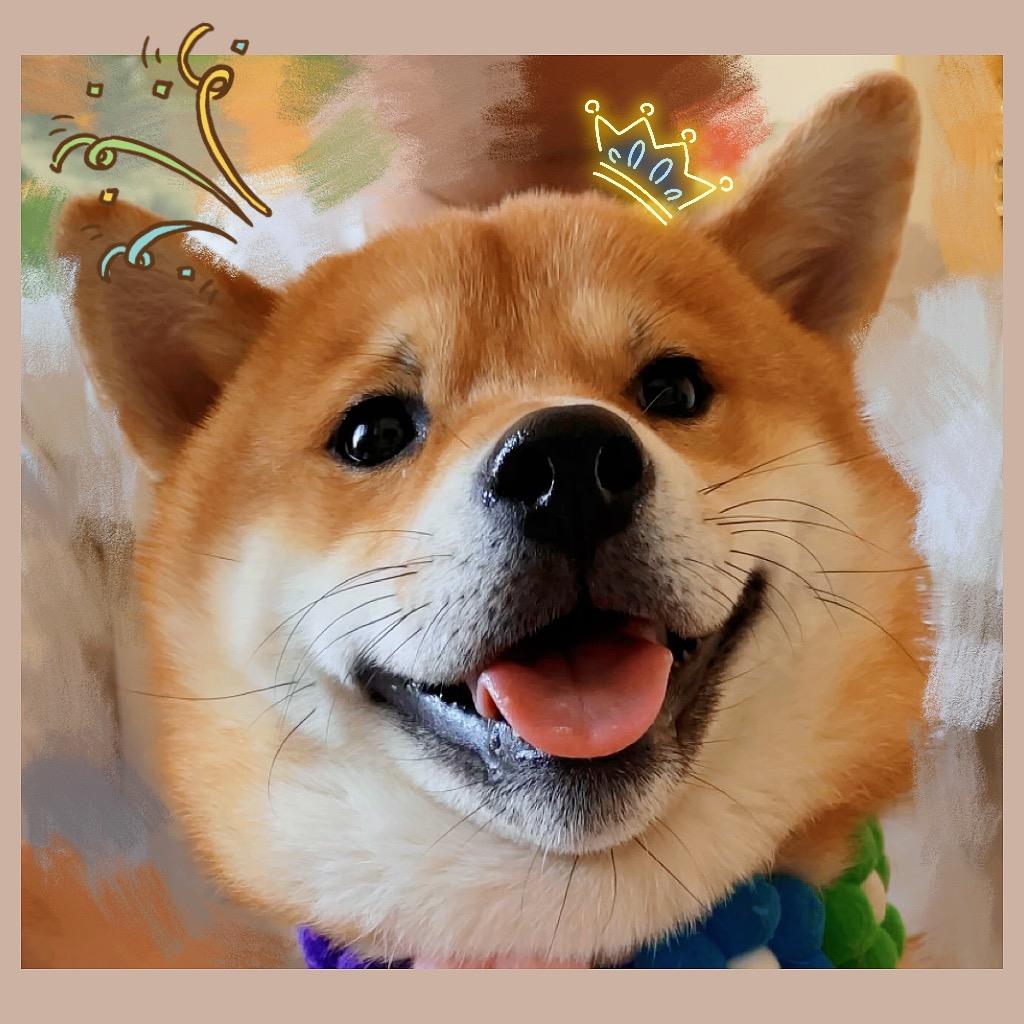 柴犬脑袋