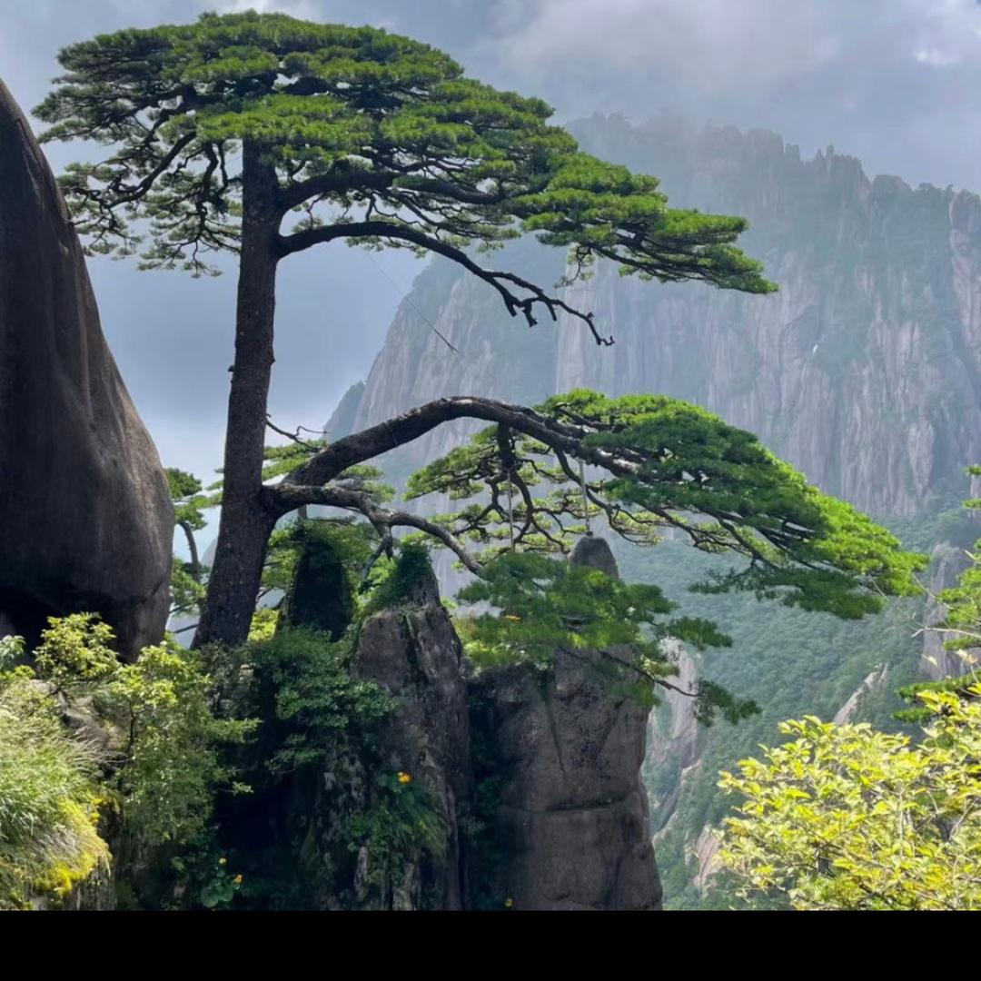 桦之脉地景景观园艺