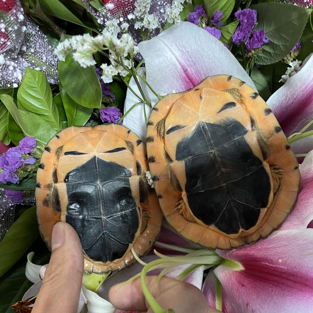 诚涛名龟