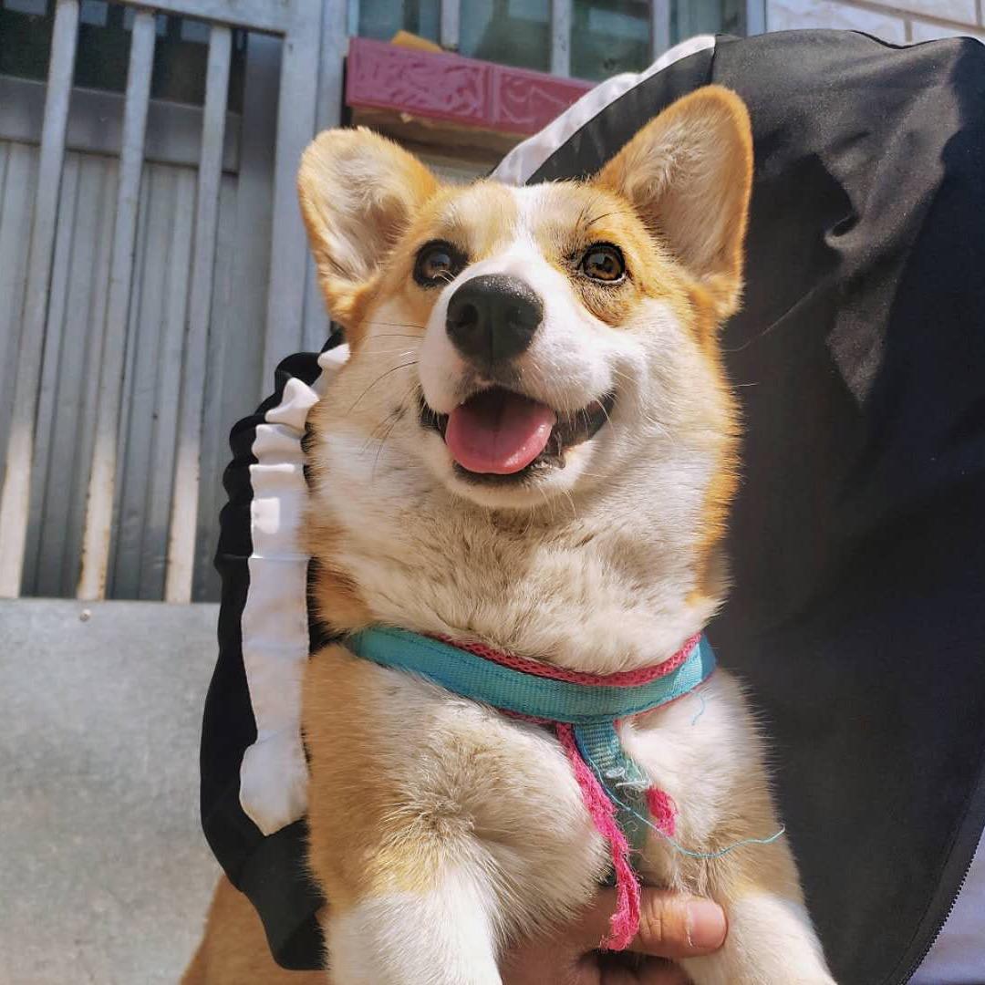 山东泰安肥城王牌犬舍基地