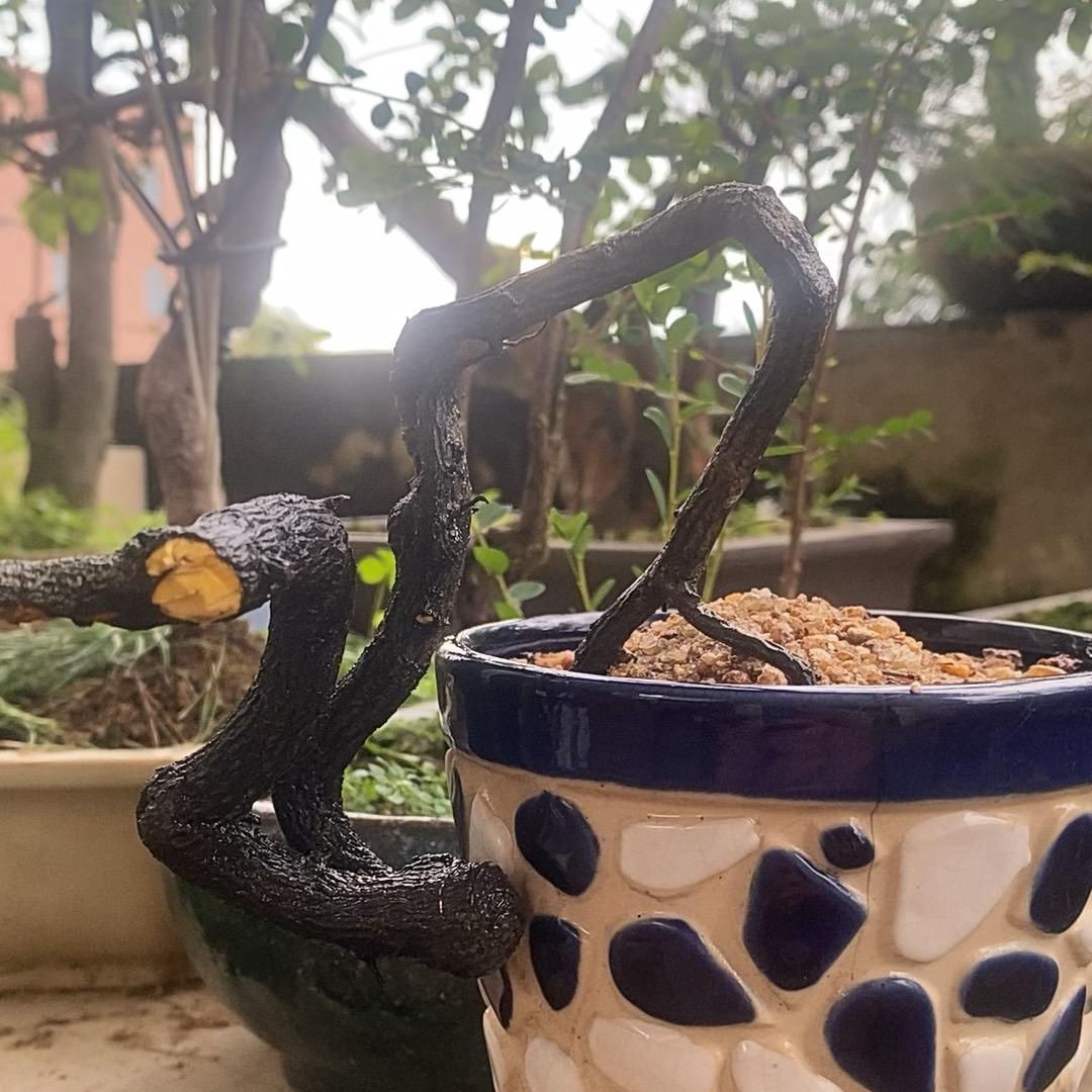 李生← →魚景会友