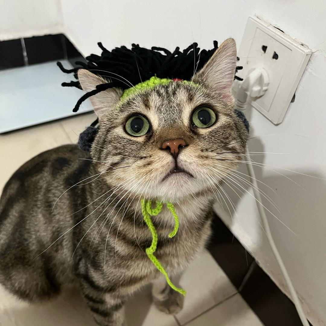 欢欢是只猫