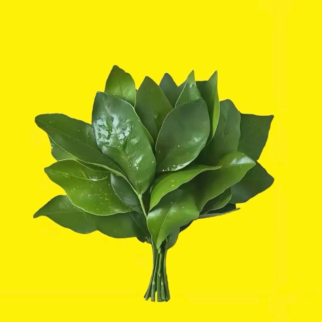 豆豆🍙