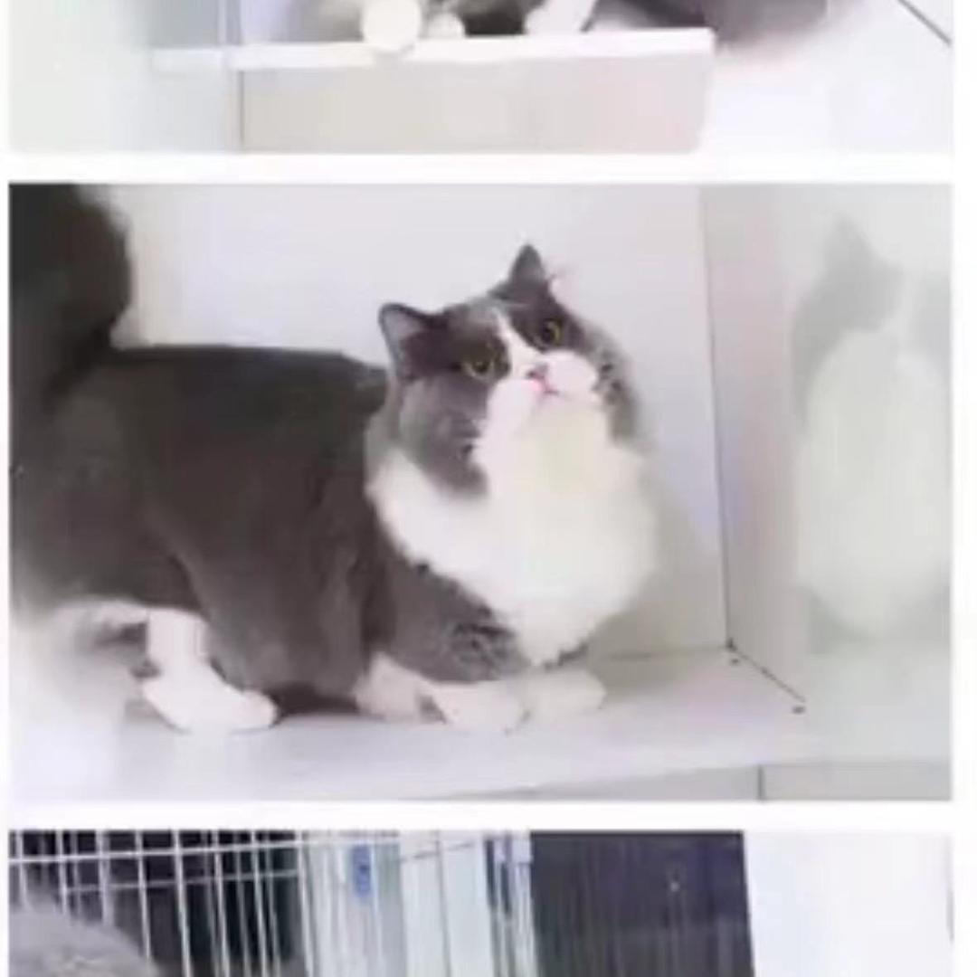 想忆宠物（专治狗狗细小）