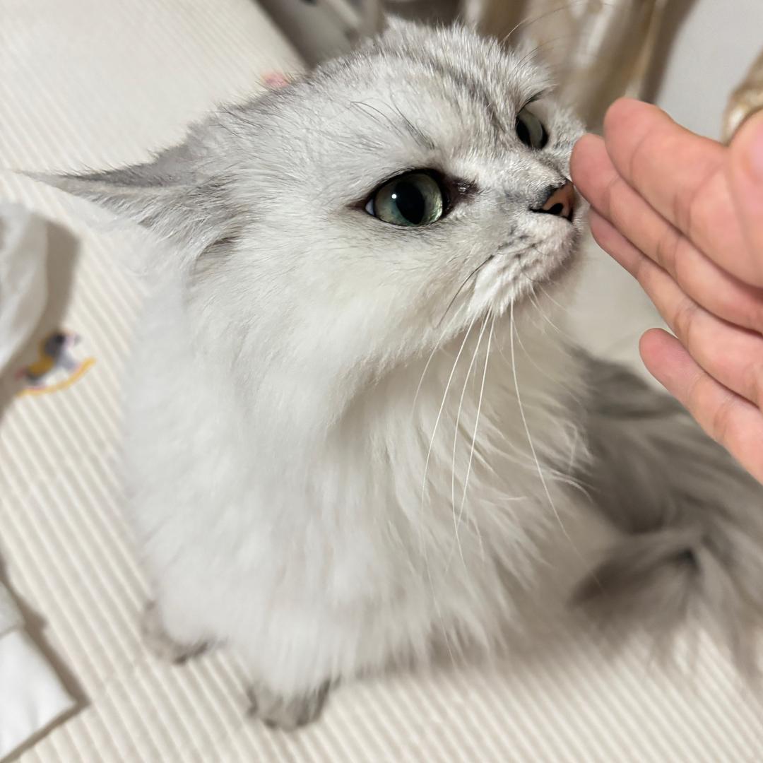 哇咔咔