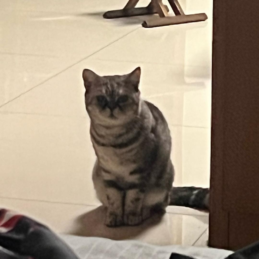 狗啊腾