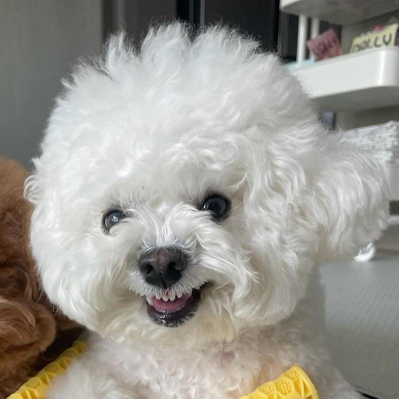 可爱狗狗汪汪队