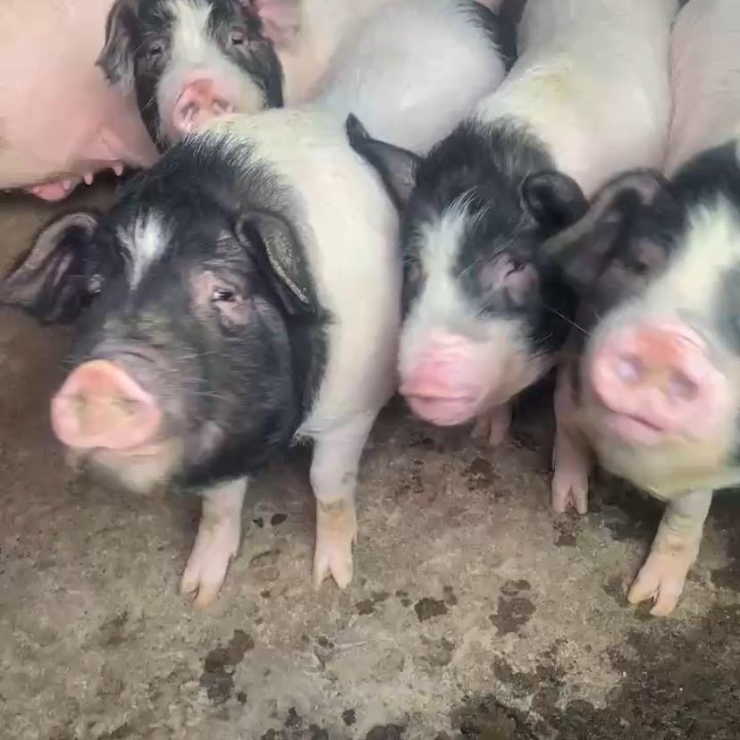 湘村土猪（老武）