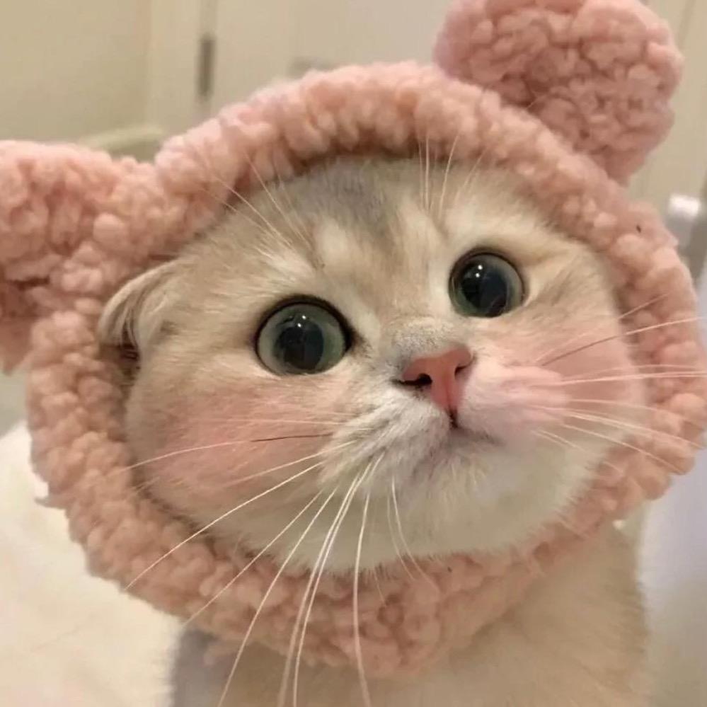 草莓妹妹🍓