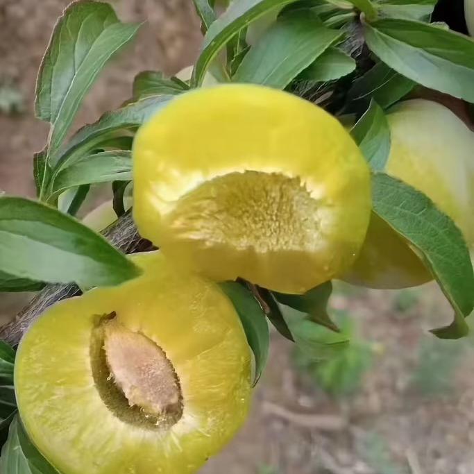 红露生鲜