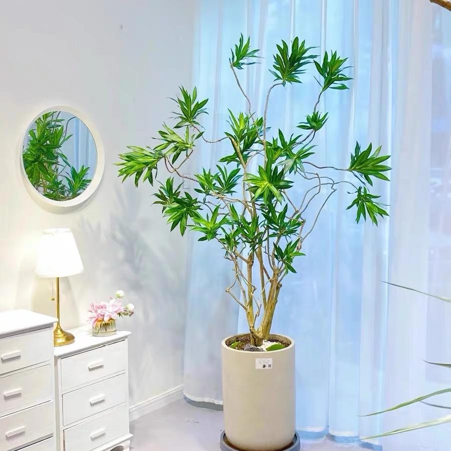 繁花里绿植