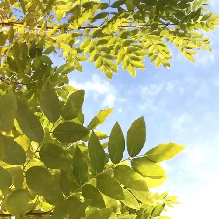 沫之沫