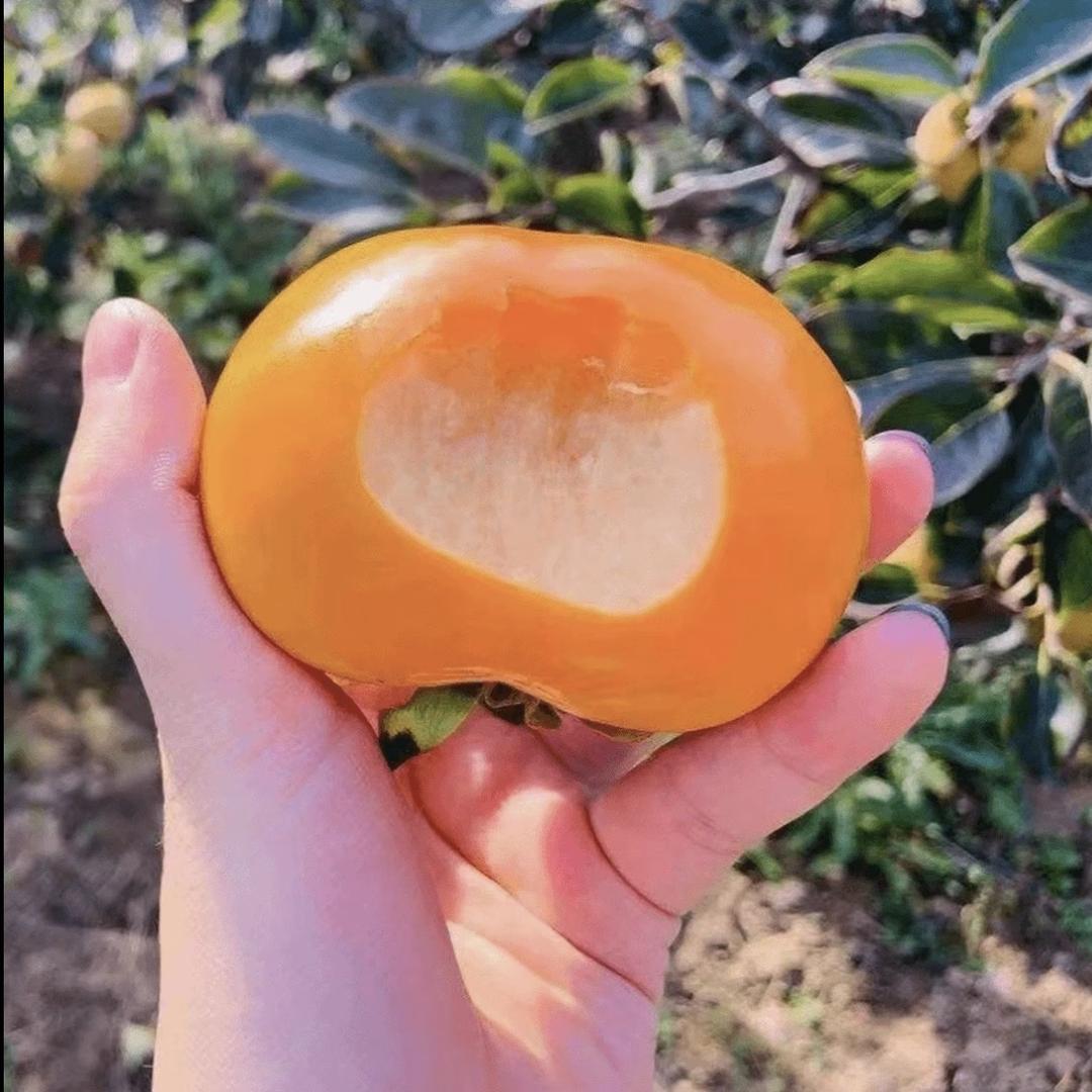 贺韵果树苗木花店