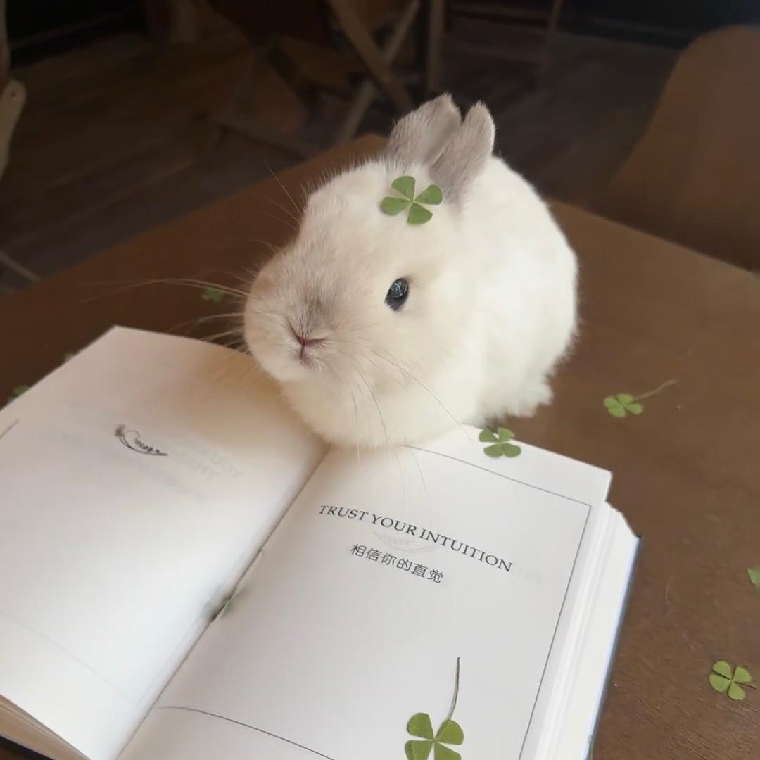 兔兔🍀